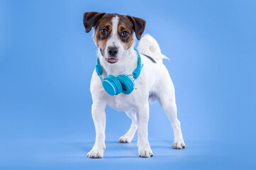 Jack Russell dog wearing blue headphones looking at camera by a blue background