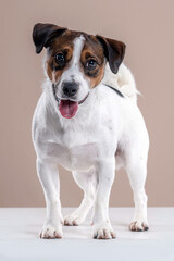 Jack Russell dog sticking out the tongue ,looking at camera in the studio by a beige background