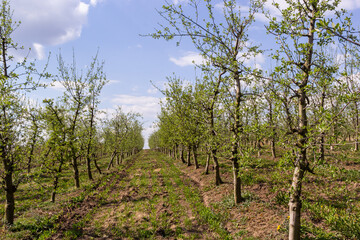 Fruit trees planted in a row on the farm. Early spring agricultural work. Apple orchard. Furrows on the ground. Fields for different crops. Agriculture