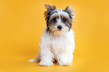 Biewer terrier puppy dog looking at camera in the studio by a yellow background