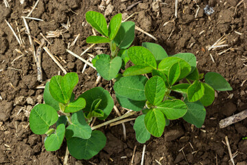 Agricultural soy plantation on sunny day - Green growing soybeans plant against sunlight