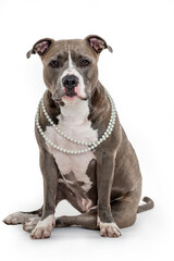Portrait of American Stafforshire dog wearing pearls necklace in the studio looking at the camera by a white background.