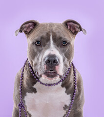 Portrait of American Stafforshire dog wearing purple pearls necklace in the studio looking at the camera by a light purple background.