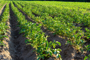 Potato field on a sunny summer day. Agriculture, cultivation of vegetables