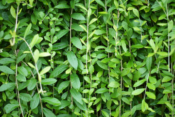Vernonia elliptica DC. tree ivy in nature