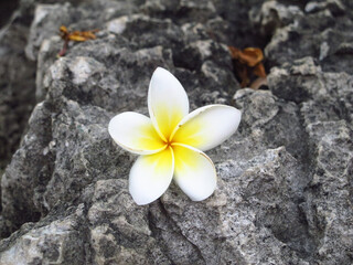 Fototapeta na wymiar white frangipani plumeria flower