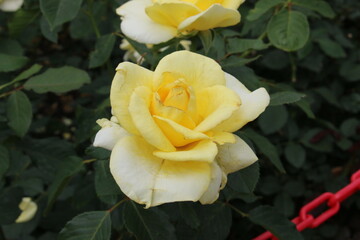 yellow rose in the garden