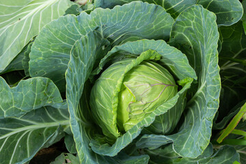 young cabbage grows in the farmer field, growing cabbage in the open field. agricultural business