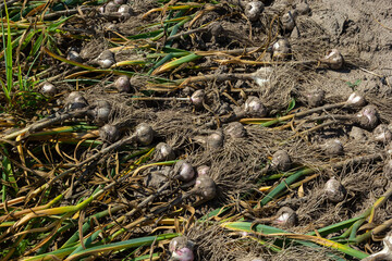 Naklejka na ściany i meble The dug-out garlic is dried on a garden bed on a summer day