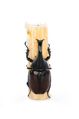 top view or vertical of Male Dynastinae Rhinoceros Beetle is fighter insect of the spring season of thailand that are clinging to and eating sugar cane isolated on white background.