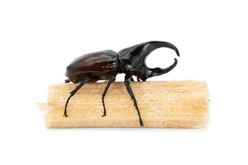 Male Dynastinae Rhinoceros Beetle is fighter insect of the spring season of thailand that are clinging to and eating sugar cane isolated on white background.