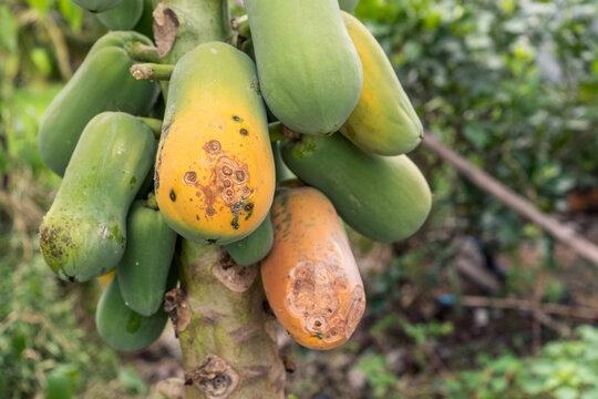 Damage fo Papaya fruit ripens on rotten trees caused by fungi or papaya symptoms caused by anthracnose.
