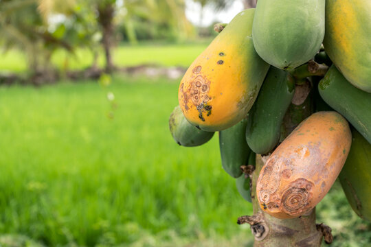 Damage fo Papaya fruit ripens on rotten trees caused by fungi or papaya symptoms caused by anthracnose.