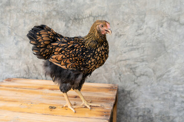 Black yellow laced Wyandotte young hen chicken on the pine pallets table with background bare plaster or loft style.