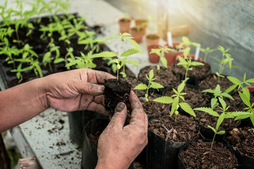 The hand that holds the sapling and root of the cannabis plant. Transplanting saplings from...