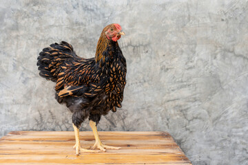 Black yellow laced Wyandotte young rooster chicken on the pine pallets table with background bare...