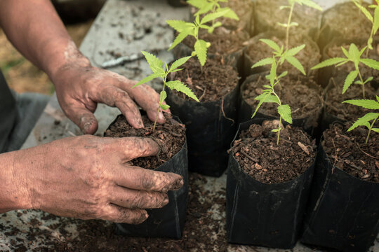 Transplanting cannabis sprouts from nurseries to be planted in a nursery bag.