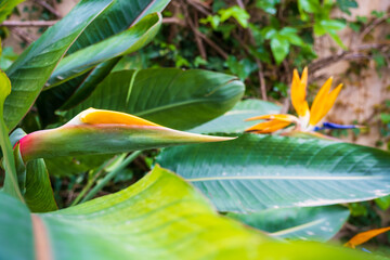 Strelitzia, bird of paradise, or crane lily. Floral background. Home gardening