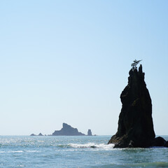 Steep Rock with Tree at the Pacific Ocean coast of Olympic Peninsula, Washington, USA