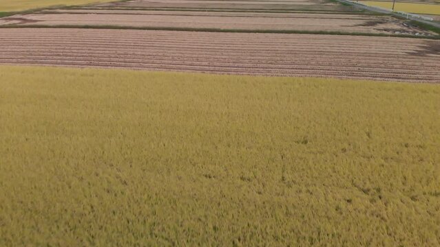 Aerial view of rice fields before harvest, Yamagata, Japan.