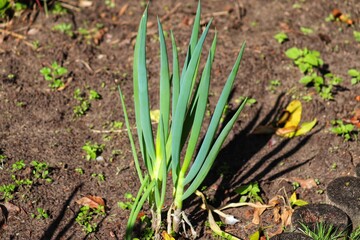 Chives are an herb commonly grown in home gardens.