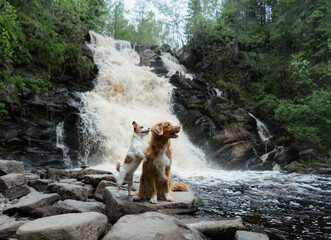 dog at the waterfall. Little brave jack russell terrier and Nova Scotia duck tolling retriever hugging in nature. 