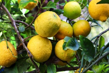 A small lemon tree in the garden.