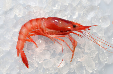 fresh red prawn on ice