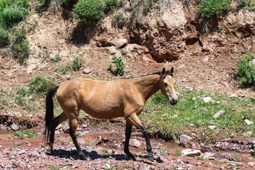 The bay horse grazes on the stony slopes of the mountains