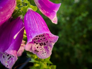 Close-up shot of foxglove flowers in the garden © Dvy714/Wirestock Creators