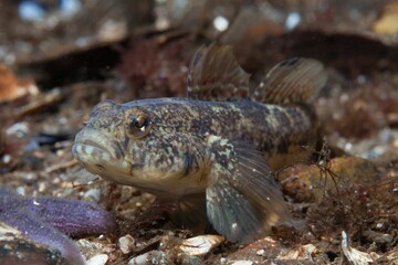 Closeup shot of a bullhead fish swimming underwater in the Baltic Sea