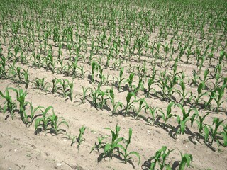 dry field with young corn plants