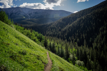 Fototapeta premium In the alpine of the Canadian Rocky Mountains a hiking trail winds its way through the mountain landscape promising an incredible pay off where the trail ends at the end of the alpine evergreen forres