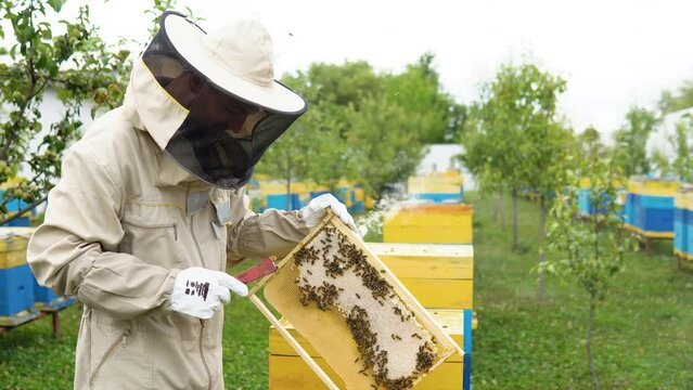 Beekeeper on an apiary, beekeeper is working with bees and beehives on the apiary, beekeeping or apiculture concept