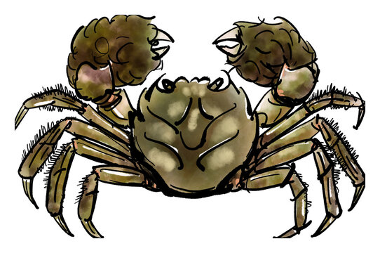 上海蟹images Browse 76 Stock Photos Vectors And Video Adobe Stock