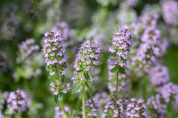Blooming thyme plant, close-up macro photography. Aromatic seasoning for cooking. Thyme herb grows in the garden. Organic herb green thyme