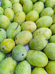 Display of ripe yellow coloured Indian mangoes (Langra variety, a popular mango cultivar available...