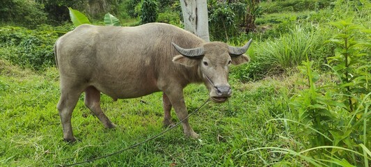Buffalo that eats grass in a green field.