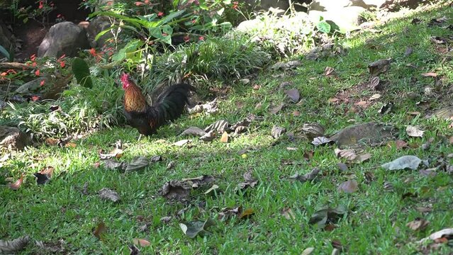 bantam rooster crows while walking in the garden
