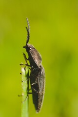 Vertical shot of a click beetle on a plant