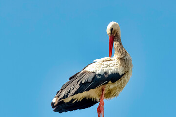 Adult white stork (Ciconia ciconia) on the street lamp - Choczewo, Pomerania, Poland