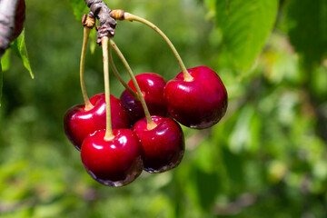 Bright ripe cherries hanging on a branch close-up. High quality photo