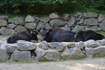 Black oxen sitting on the grass