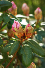 Fototapeta na wymiar Closeup of Azaleas blooming in a backyard garden in summer. Zoom of Rhododendron flowering plants blooming and budding in a nature park during spring. Leafy wildflowers growing in a park or field