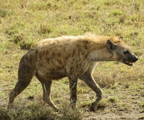 Spotted hyena (Crocuta crocuta)