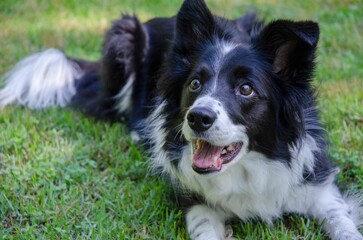 Closeup shot of an adorable black white dog laying on a grassy field