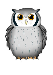 フクロウ　'アフリカオオコノハズク' イラスト