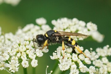 Closeup on a female Crabro cribarius, feeding on white flowers of Wild carrot , Daucus carota