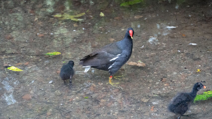 blackbird
