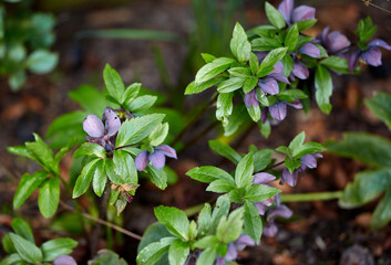 Lenten or Christmas rose flower blooming in a woodland or forest on a warm Spring or early Winter day. Helleborus oreintalis is a herbal plant grown in a moist garden or nature environment.